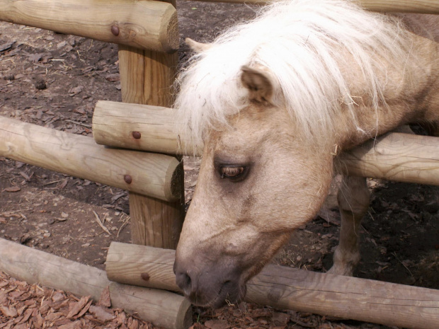 Zoo Kraków 15.06.2006 #zoo #kraków #lasek #wolski