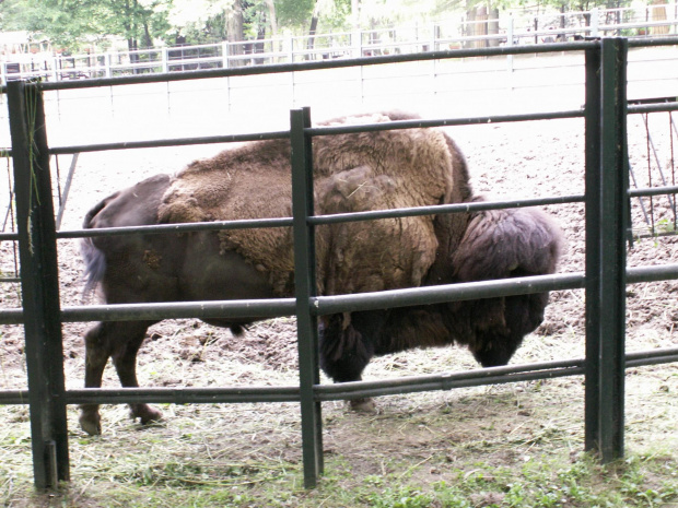 Zoo Kraków 15.06.2006 #zoo #kraków #lasek #wolski #zwierzęta #dzikie #żubr
