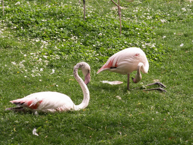 Zoo Kraków 15.06.2006 #zoo #kraków #lasek #wolski #dzikie #zwierzęta #pelikan