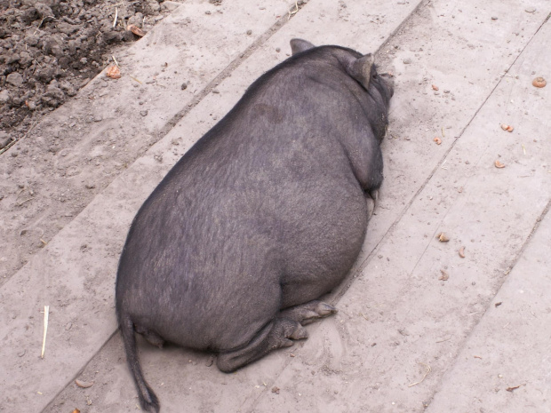 Zoo Kraków 15.06.2006 #zoo #kraków #lasek #wolski