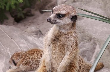 Zoo Kraków 15.06.2006 #zoo #kraków #lasek #wolski #zwierzęta #dzikie