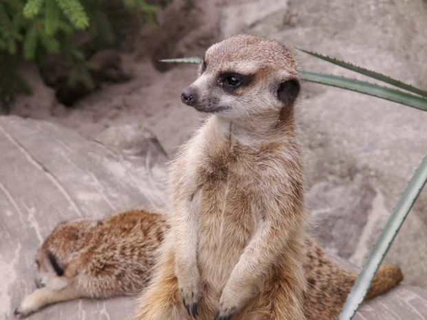 Zoo Kraków 15.06.2006 #zoo #kraków #lasek #wolski #zwierzęta #dzikie