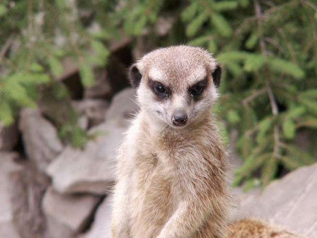 Zoo Kraków 15.06.2006 #zoo #kraków #lasek #wolski #zwierzęta #dzikie