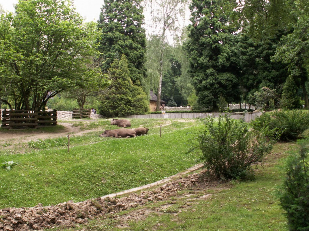 Zoo Kraków 15.06.2006 #zoo #kraków #lasek #wolski #dzikie #zwierzęta
