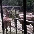 Zoo Kraków 15.06.2006 #zoo #kraków #lasek #wolski #dzikie #zwierzęta #żubr