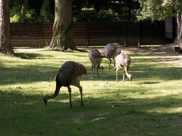 Zoo Kraków 15.06.2006 #zoo #kraków #lasek #wolski