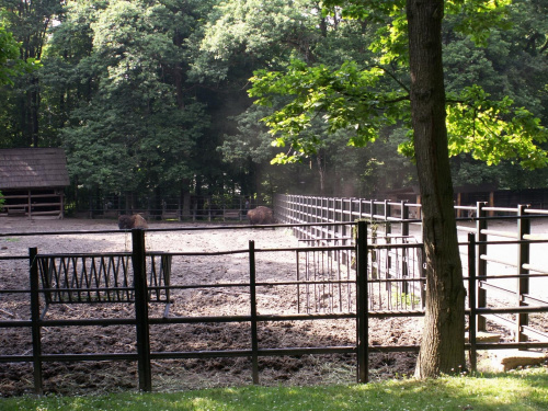 Zoo Kraków 15.06.2006 #zoo #kraków #lasek #wolski