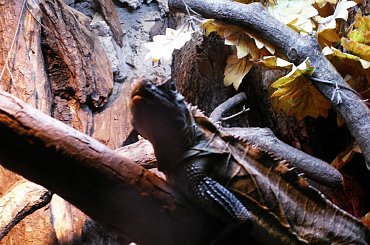 Zoo Kraków, 16.06.2006 #zoo #kraków #lasek #wolski