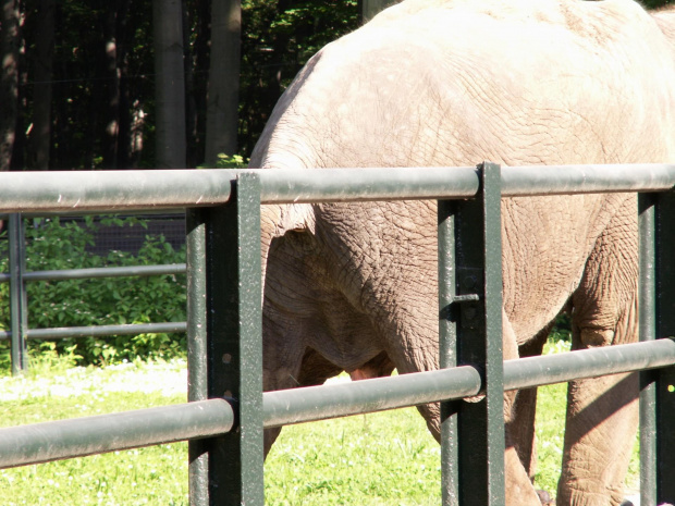 Zoo Kraków, 16.06.2006 #zoo #kraków #lasek #wolski #słoń