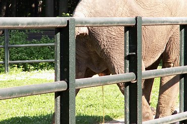 Zoo Kraków, 16.06.2006 #zoo #kraków #lasek #wolski #słoń #sika