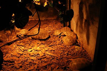 Zoo Kraków, 16.06.2006 #zoo #kraków #lasek #wolski
