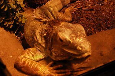 Zoo Kraków, 16.06.2006 #zoo #kraków #lasek #wolski