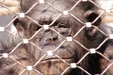 Zoo Kraków, 16.06.2006 #zoo #kraków #lasek #wolski #szympans