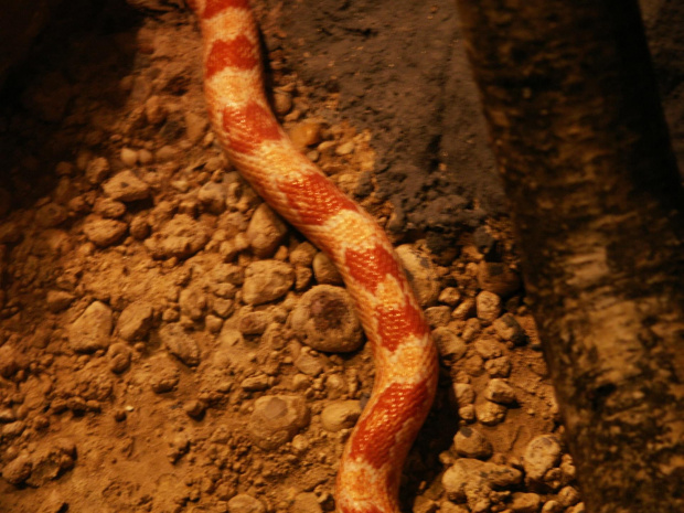 Zoo Kraków, 16.06.2006 #zoo #kraków #lasek #wolski