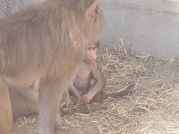 Zoo Kraków, 16.06.2006 #zoo #kraków #lasek #wolski #pawian #małpa