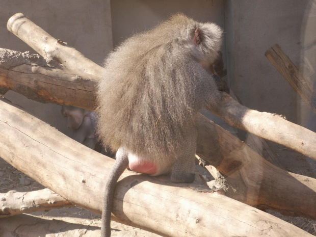 Zoo Kraków, 16.06.2006 #zoo #kraków #lasek #wolski #pawian #małpa