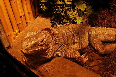 Zoo Kraków, 16.06.2006 #zoo #kraków #lasek #wolski