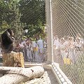 Zoo Kraków, 16.06.2006 #zoo #kraków #lasek #wolski #szympans