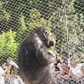 Zoo Kraków, 16.06.2006 #zoo #kraków #lasek #wolski #szympans