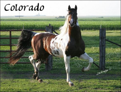 colorado #konie