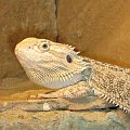 Agama