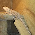 Agama