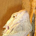 Agama