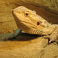 Agama