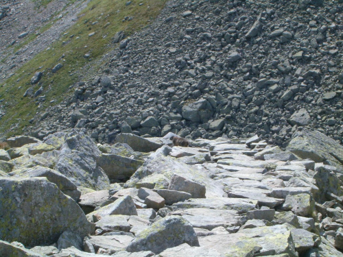 Jak ktoś dobrze poszuka to znajdzie na tym zdjęciu świstaka.Szlak ze Szpiglasowej Przełęczy ku Dolince za Mnichem.