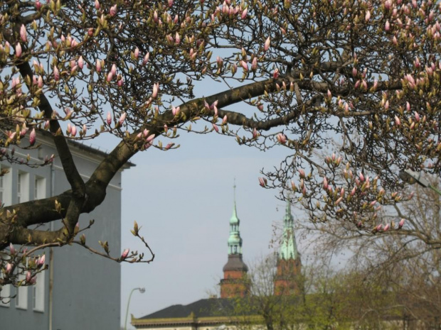 Magnolia i Katedra