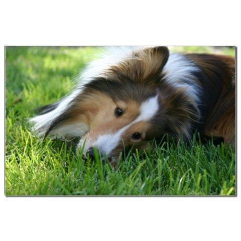 Sheltie na trawie