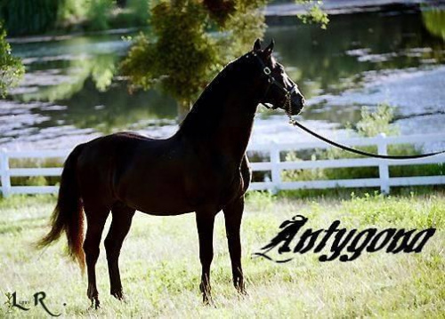 antygona