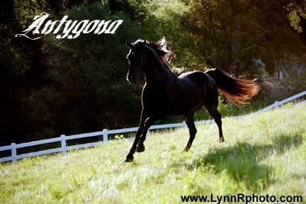 antygona