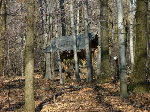 Paśnik dla zwierząt