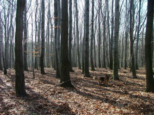 Drzewa - chyba buki