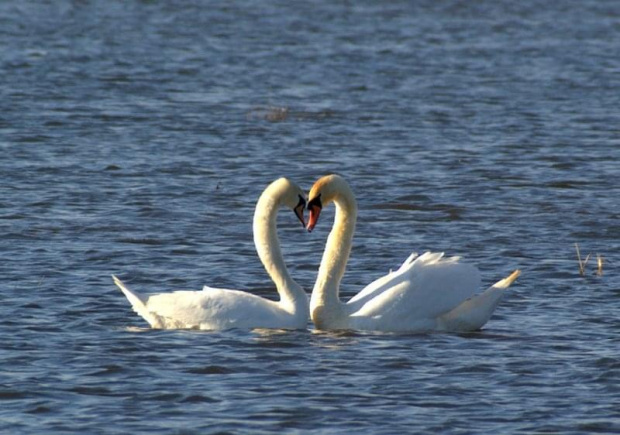 Romeo i Julia i ten trzeci