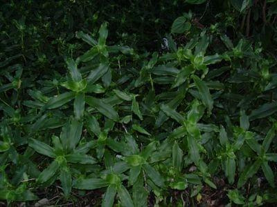 calisia fragrans