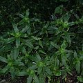 calisia fragrans