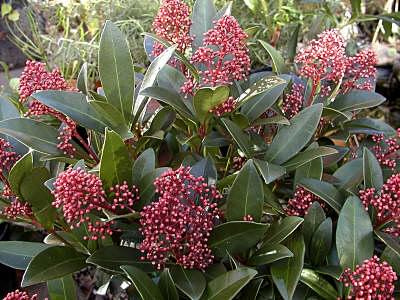 skimmia2