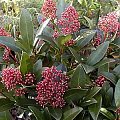 skimmia2