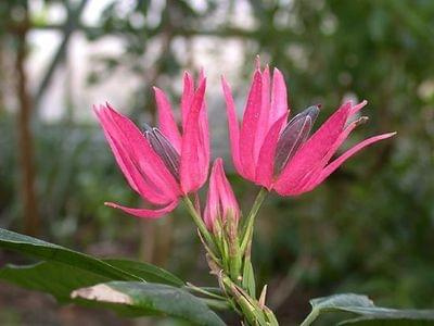 pavonia multiflora