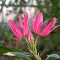pavonia multiflora