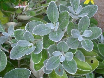 senecio sunshine