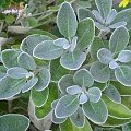 senecio sunshine