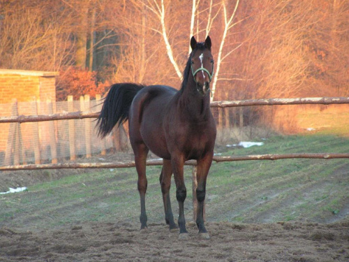konie małopolskie #konie