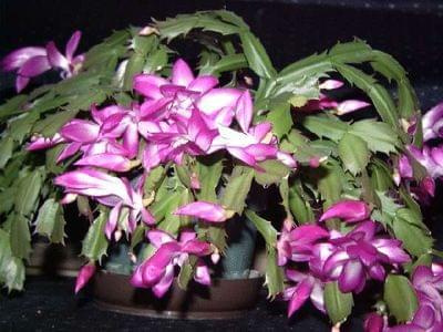 szlumbergera1