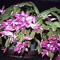 szlumbergera1