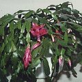 szlumbergera3
