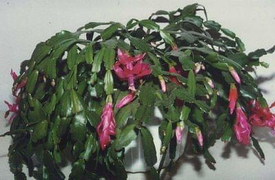 szlumbergera3