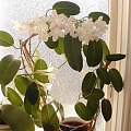 stephanotis2